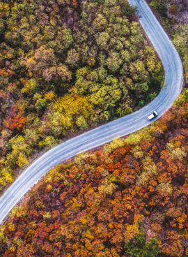 Road through forest