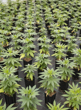 Large Number of Cannabis Seedlings in Pots